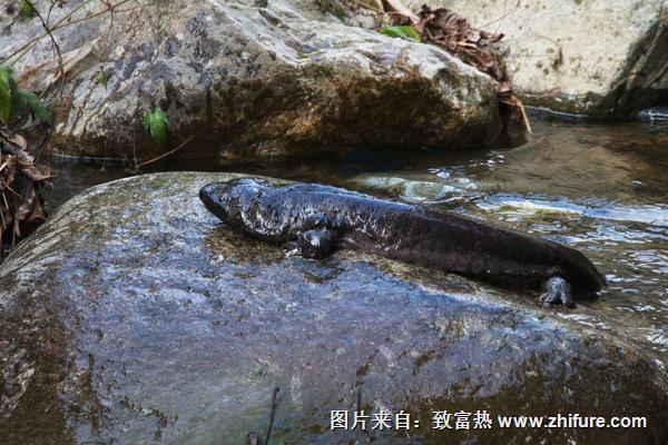 娃娃鱼2016最新价格,娃娃鱼，探寻2016最新价格