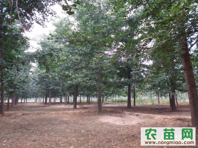 最新银杏树价格CCYXMM论述，银杏树市场趋势分析及其价格变动研究