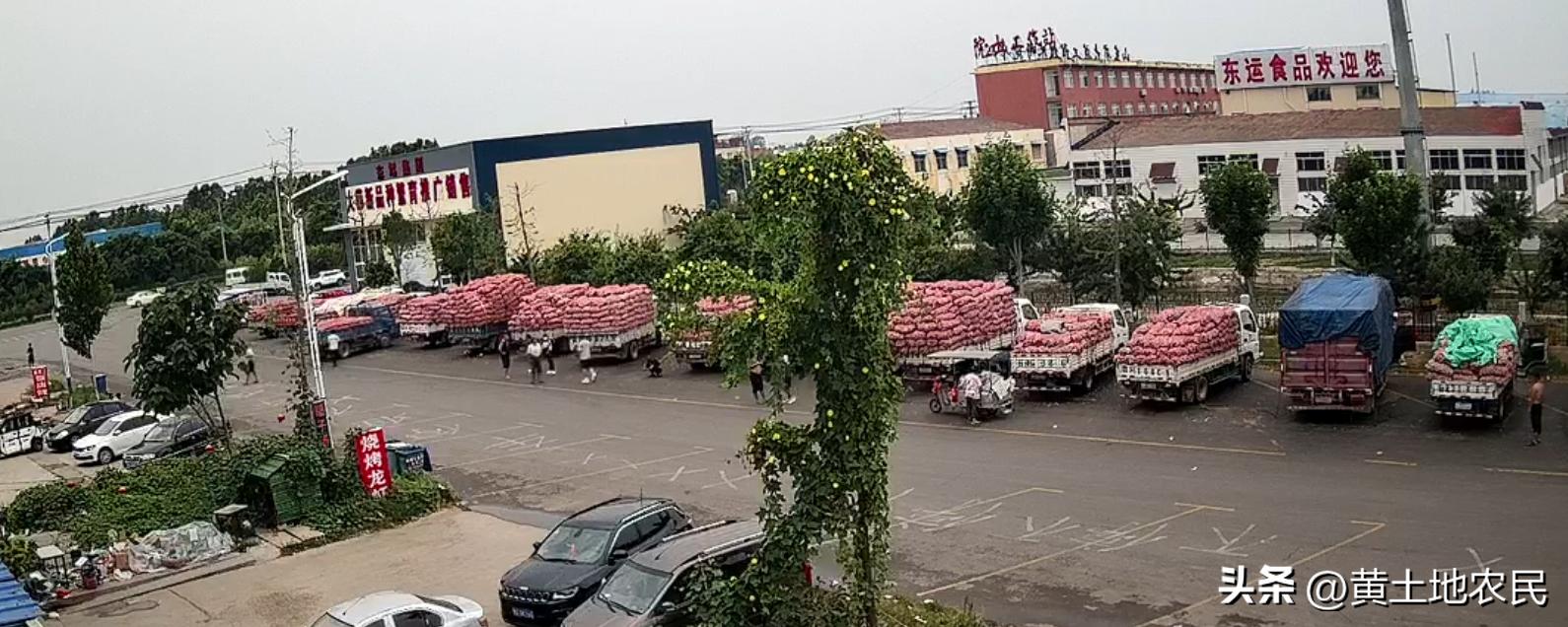 金乡山禄市场最新动态揭秘，一场温馨的市场奇遇之旅