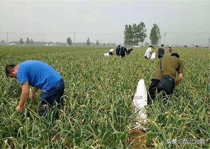 蒜苗价格行情回顾与洞察，最新动态及市场趋势分析