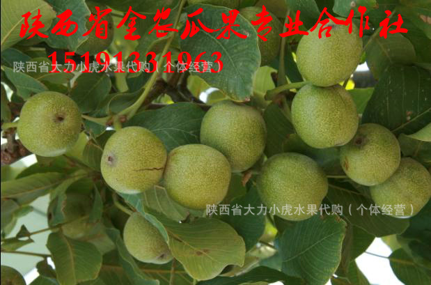 青皮核桃上市季节揭秘，时光里的翠绿记忆