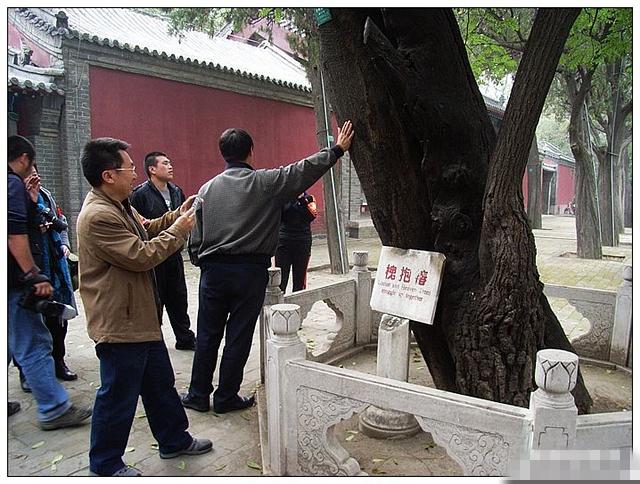 椿树镇最新动态揭秘，植树任务与环保技能学习的实践之路