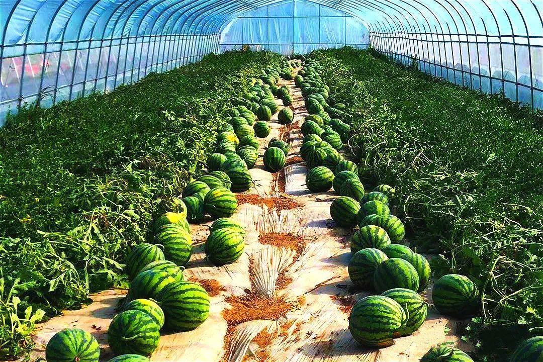 临夏最新招聘信息，科技革新引领未来就业新潮启航点