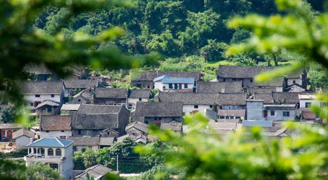 小巷深处的隐藏瑰宝，一道本最新电影推荐