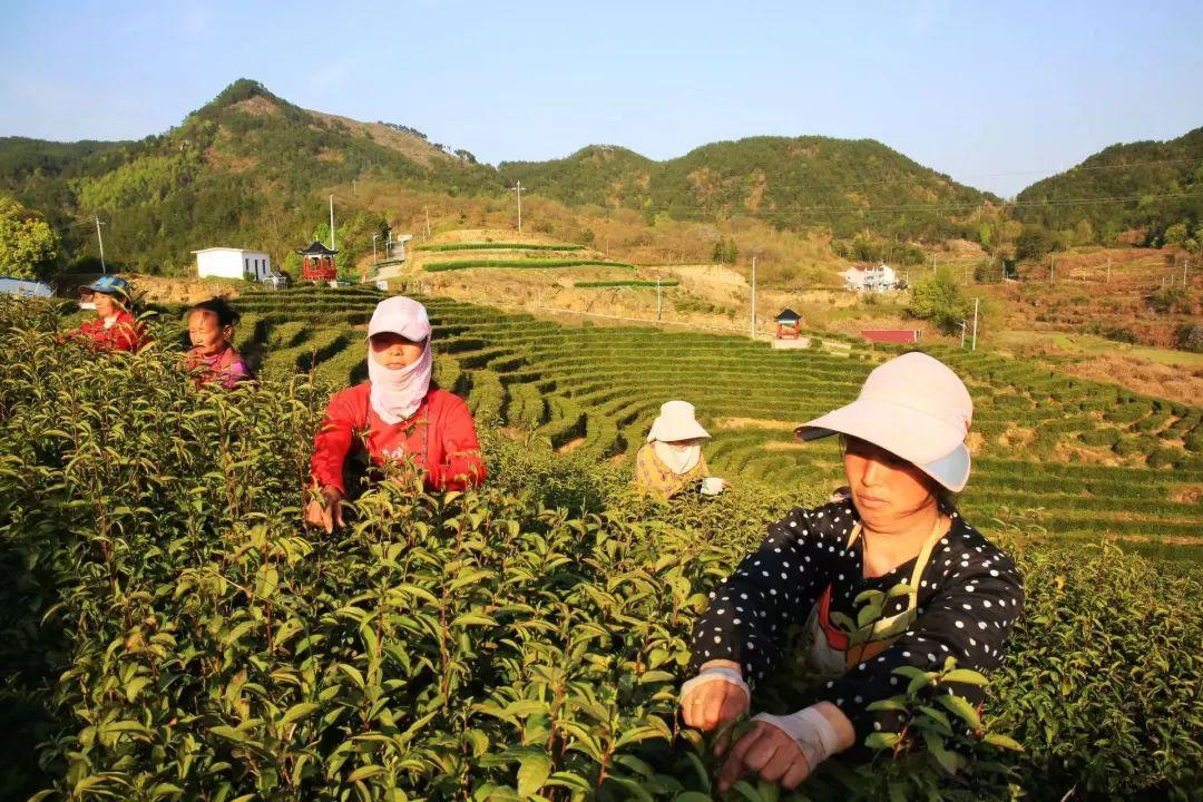 最新款一芽一叶采茶机,最新款一芽一叶采茶机使用指南