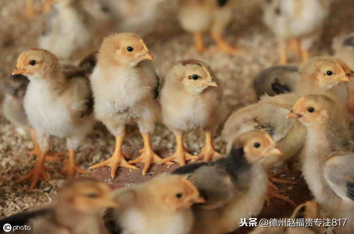 今日817鸡苗最新价格,今日817鸡苗最新价格，变化中的学习，成就中的自信
