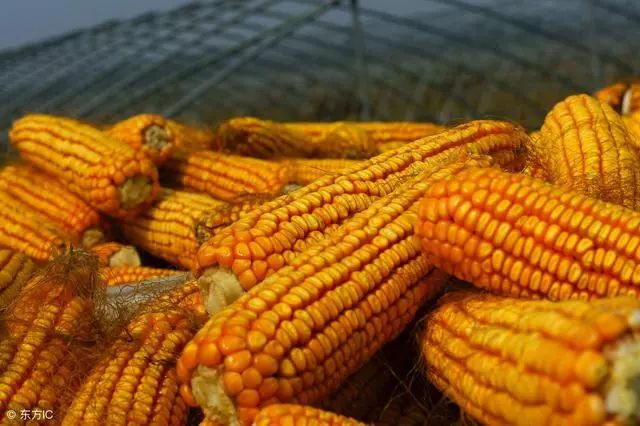 锦州玉米价格实时更新与最新行情分析