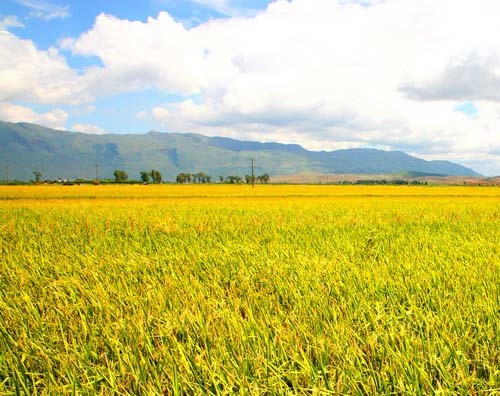 最新稻谷国标，背景、影响与地位分析