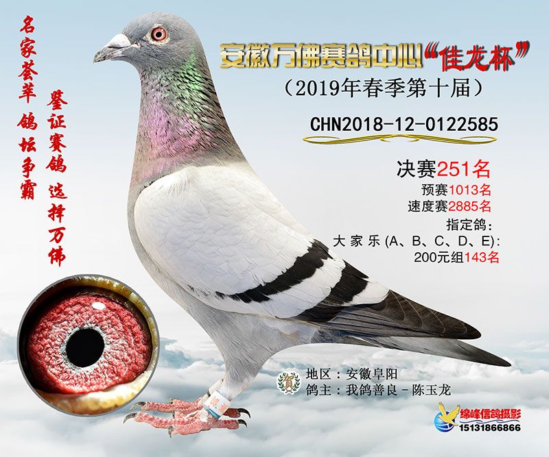 赛沃信鸽比赛直播及观看指南