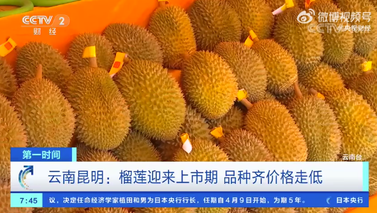 榴莲价格行情深度分析，市场走势与价格变动探究