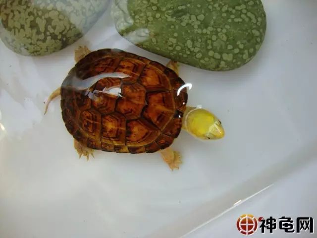 最新瓷片龟池设计图集，实现理想的龟类栖息地打造