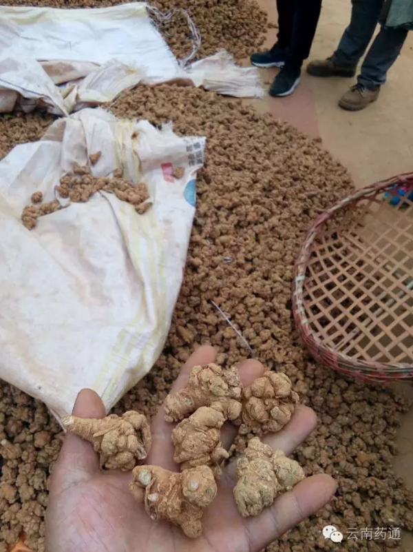 文山鲜三七最新价格，一段友情的温馨陪伴故事