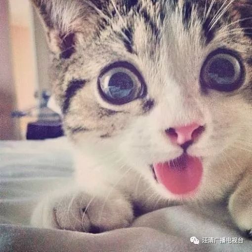猫咪软件官网最新版，探索温馨日常故事