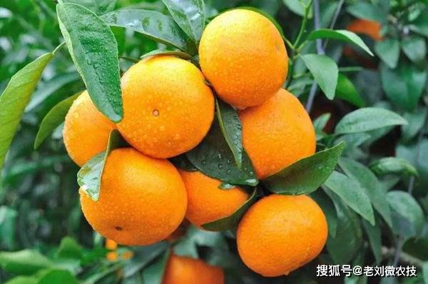 中国最新优质柑橘品种探析，探寻柑橘领域的瑰宝之选