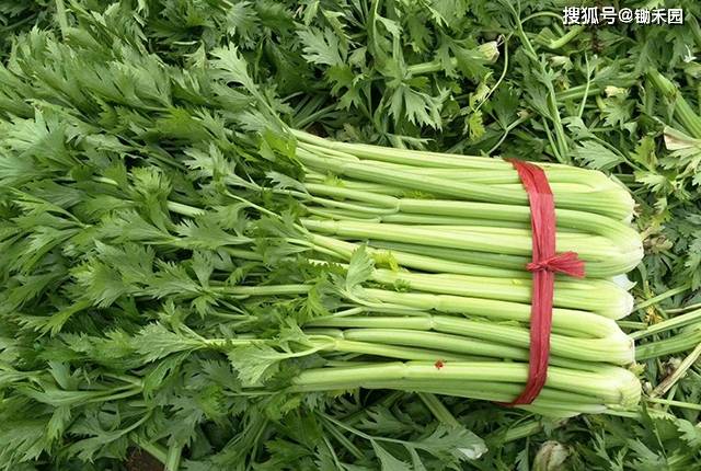 山东西芹最新价格行情动态更新